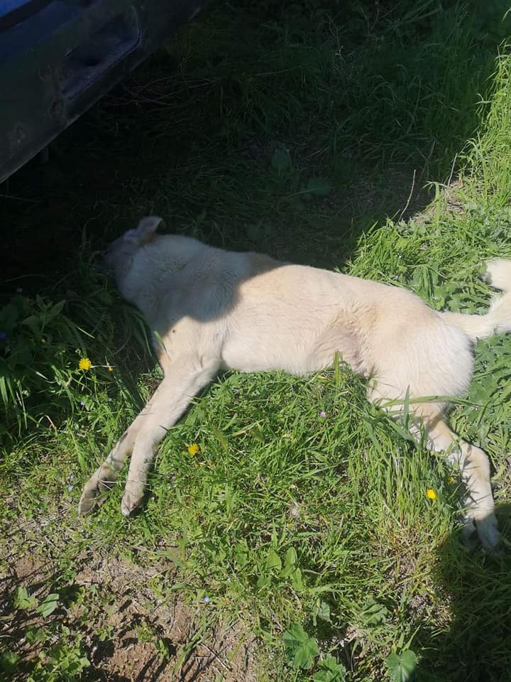 92830102_2955076247869661_1906493703036338176_n