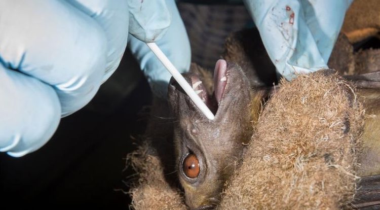 bats-experiment-750×414