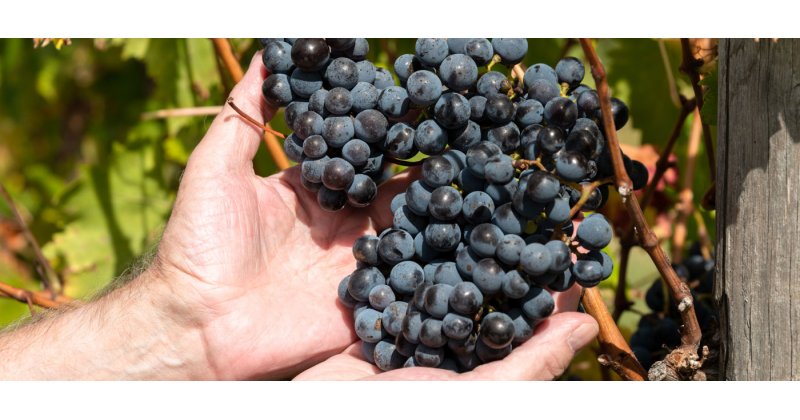 photo_mavro_stafyli_2