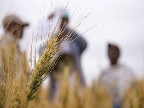 Αύξηση 50% για τις καλλιέργειες της Χαλκιδικής