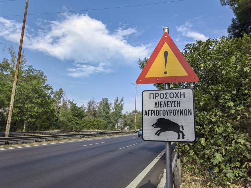 agriogourouna-athina-5