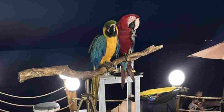 papagaloi-ezgif.com-webp-to-jpg-converter-750×375-1