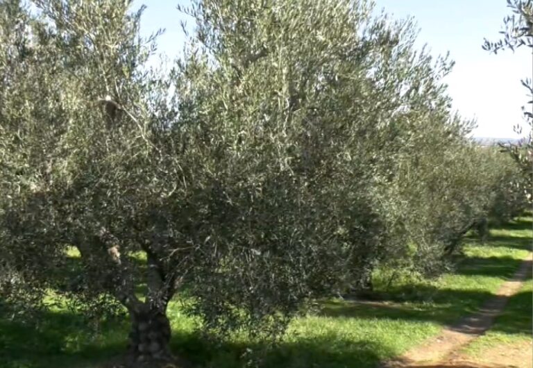 elia-768×530