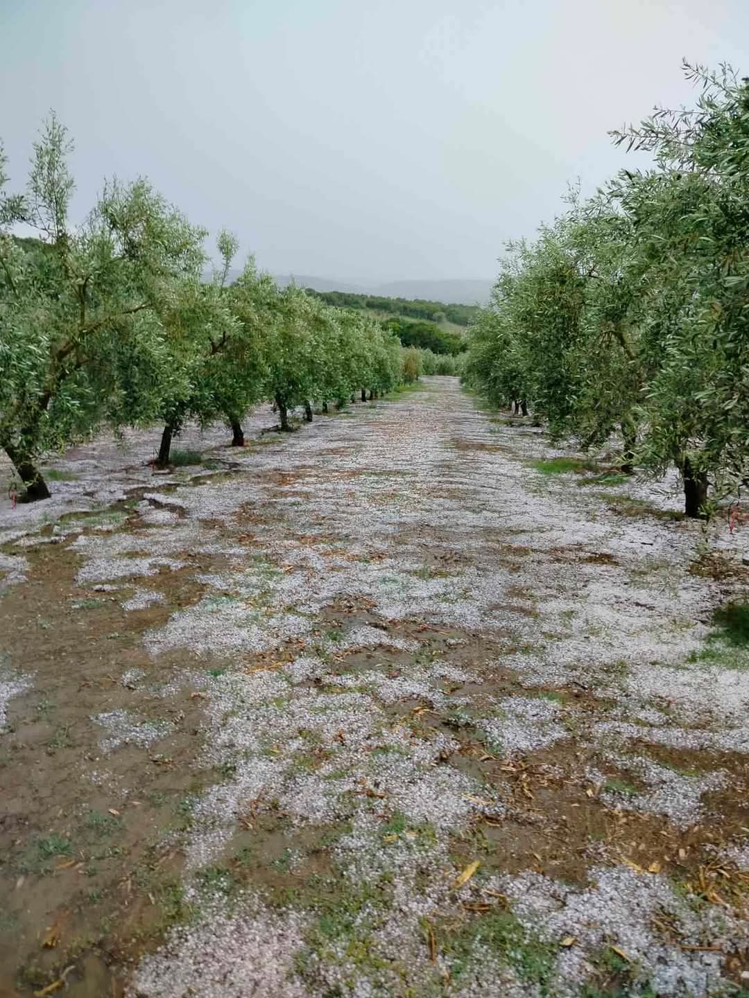 FB_IMG_1747069057901