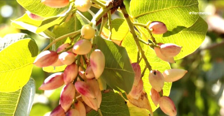 4-fistiki-5-768×398