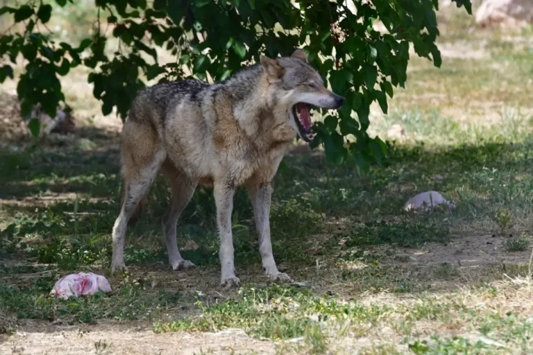 lykos-attiko-ape-768×512