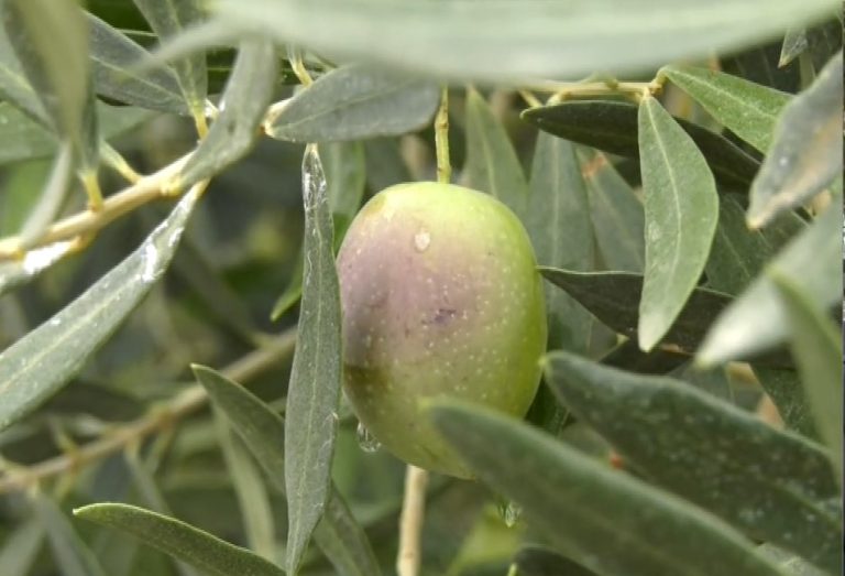 xalkidikh-1-768×523