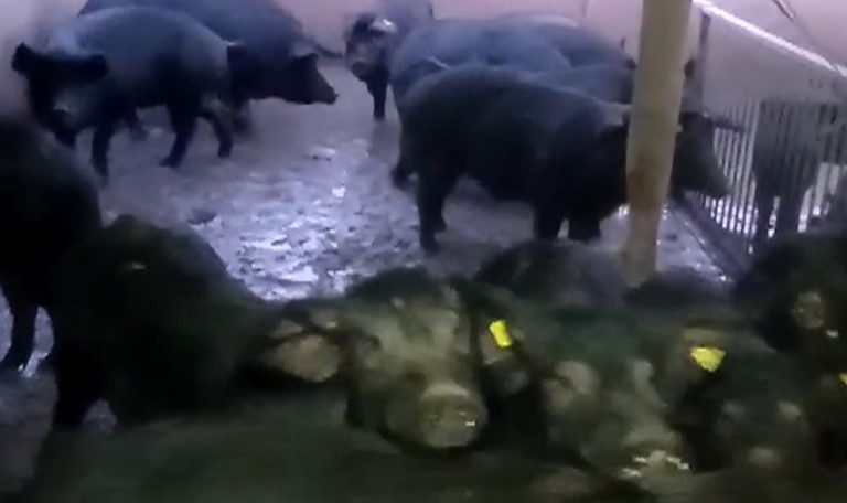 mavros-xoiros-768×456