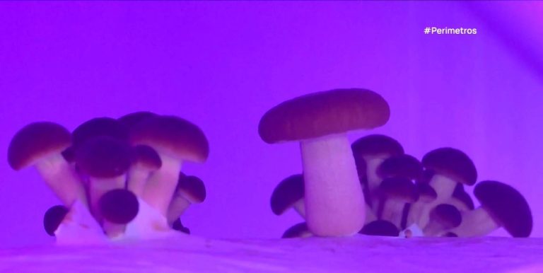 2-manitaria-768×386