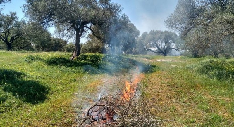 fotia_kladia