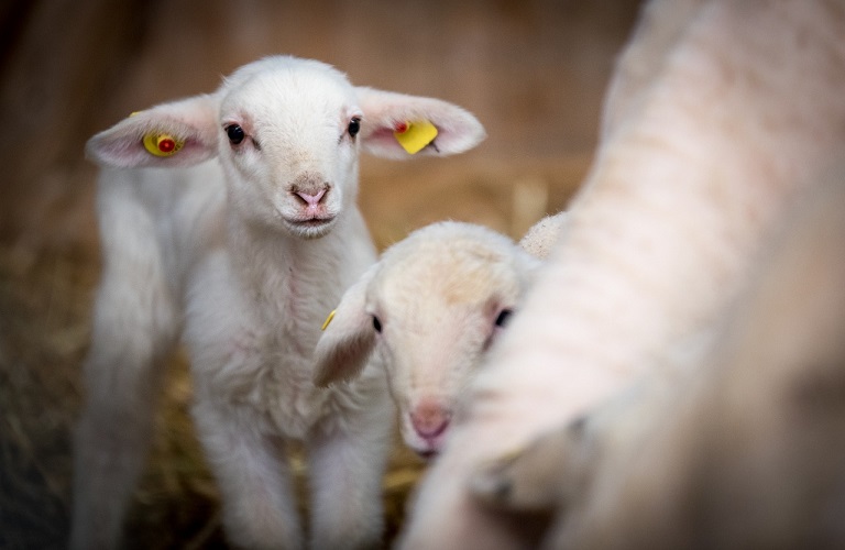 sheeP.2309